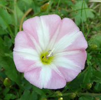 Field Bindweed