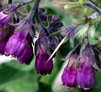 Prickly Comfrey