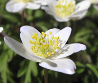 Wood Anemone