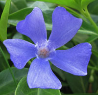 Lesser Periwinkle