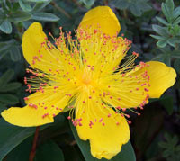 St. John’s Wort