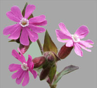 Red Campion