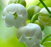 Lily of the Valley