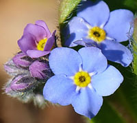 Forget-me-not